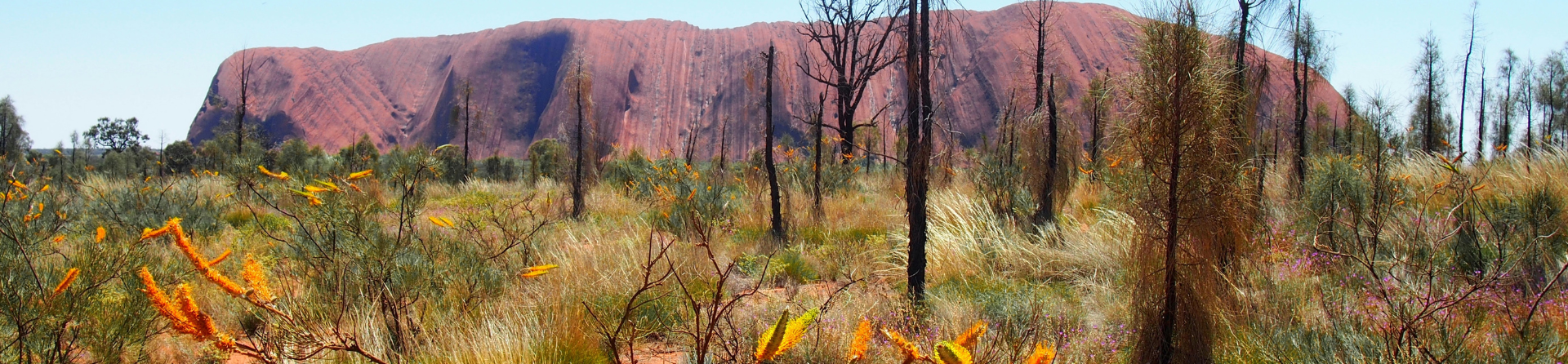 5 Australian desert plants to find in Uluru