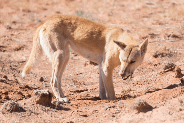 Desert Dingo