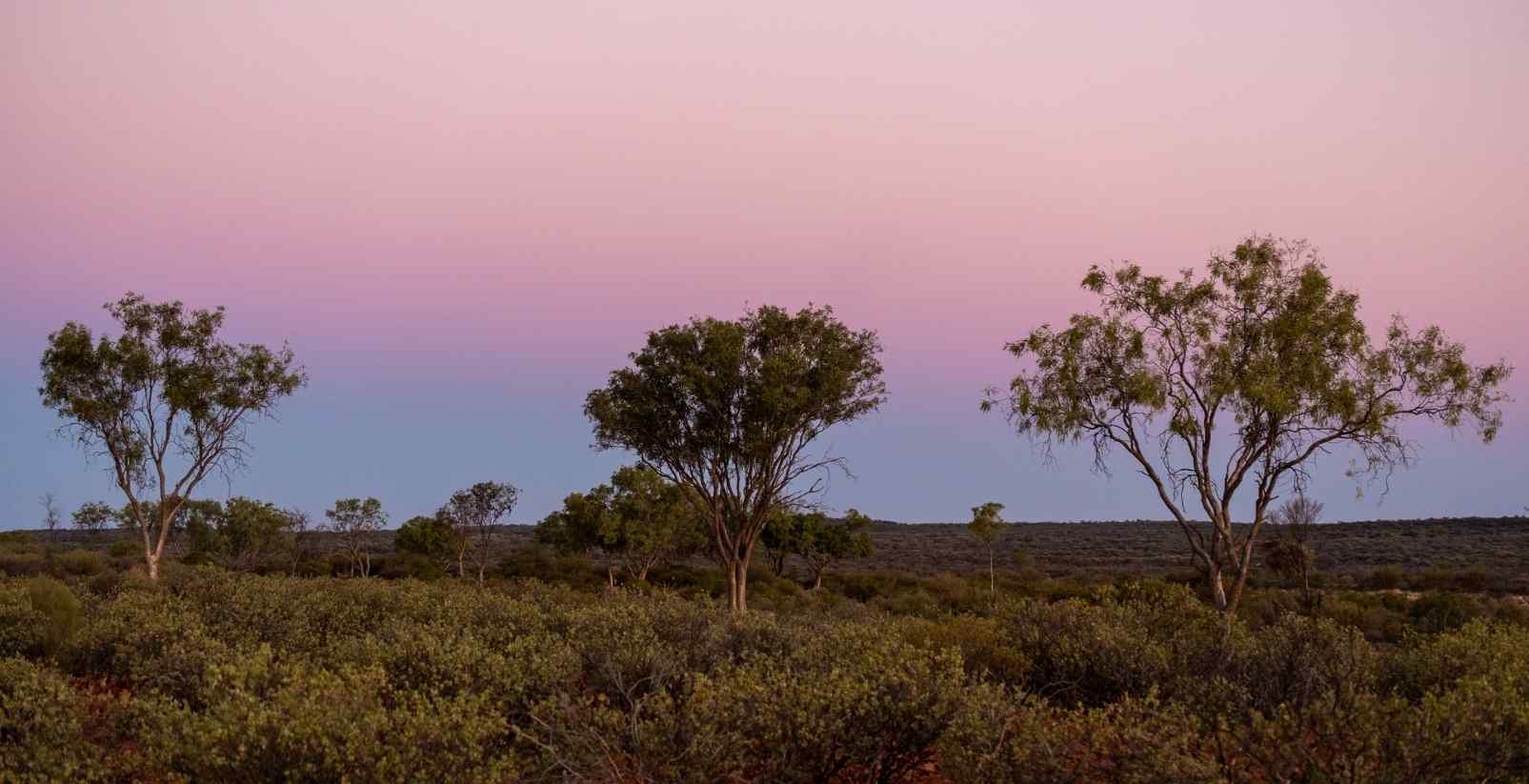 sunset over native trees