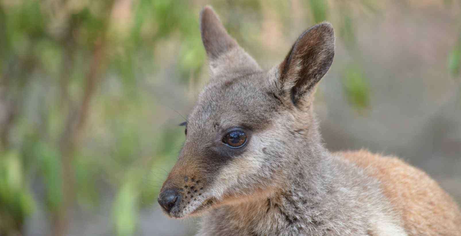 kangaroo up close