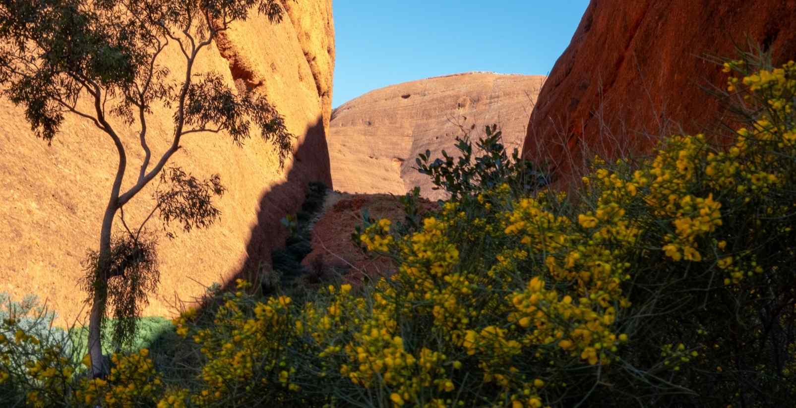 kata tjuta
