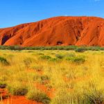 Green bushes infront of Uluru in the sun