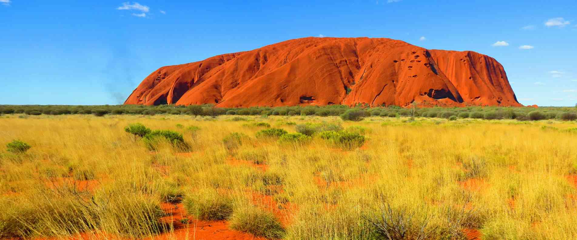 Green bushes infront of Uluru in the sun