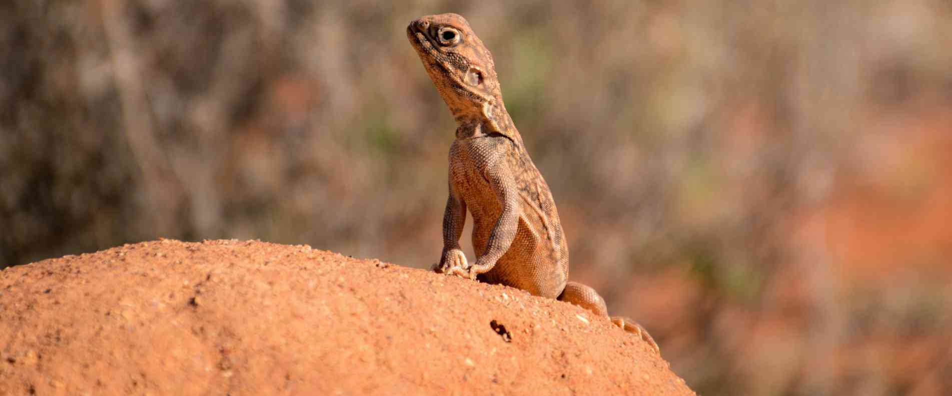 Lizard on rock