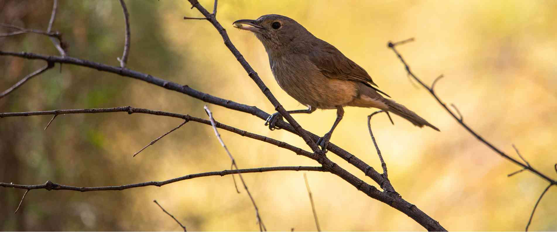 Bird sitting on tree branch
