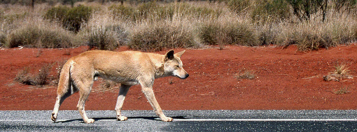 Uluru Dingo