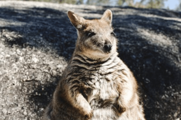 Rock wallaby in Australia