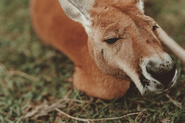 Red kangaroos can be found in uluru