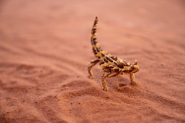 Thorny devil in Uluru