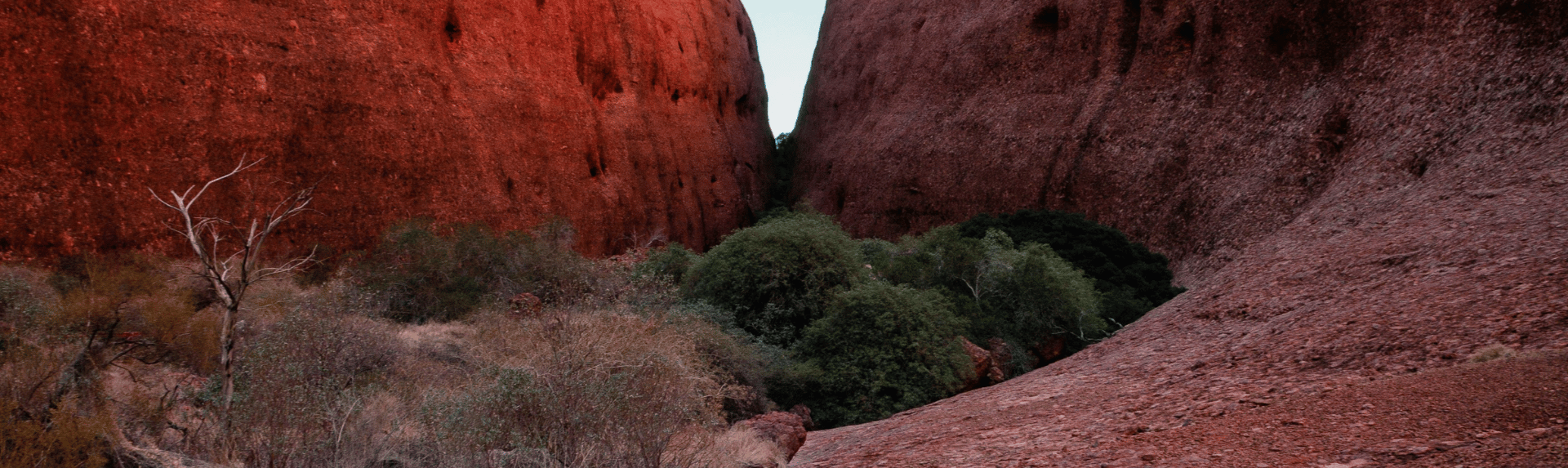 uluru with vegetation