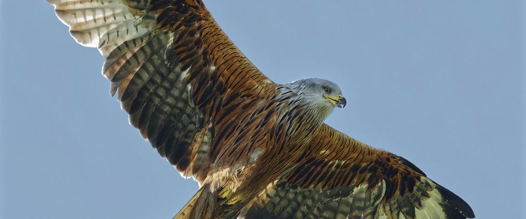 bird of prey flying in sky