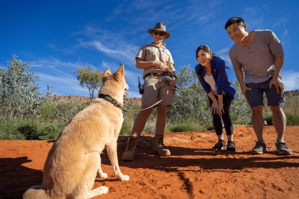 dingos with people